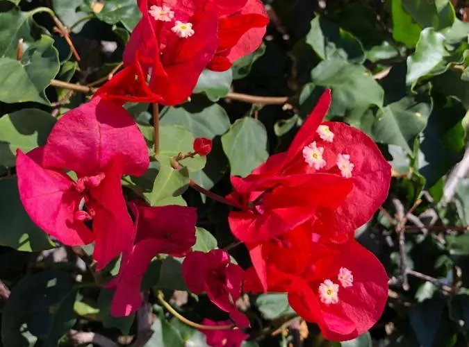 Appartamento Calheta Ocean View 2 - Air Condition Estreito Da Calheta