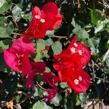 Apartament Calheta Ocean View 2 - Air Condition Estreito Da Calheta